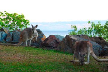 Daydream Island Resort & Spa Daydream Island Mackay