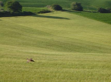 Agriturismo Il Colombaiolo Pienza Via Colombaiolo 12