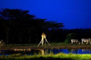 Sweetwaters Tented Camp Nanyuki Ol Pejeta Conservancy P.O. Box 48690