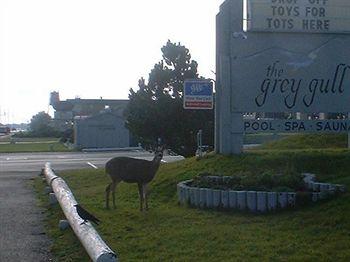 Grey Gull Condominiums Ocean Shores 651 Ocean Shores Blvd NW