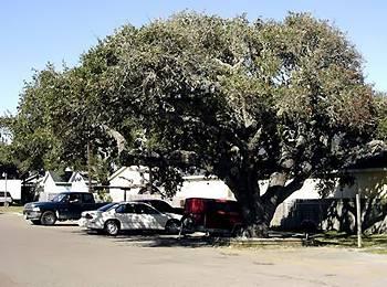 Sportsman Manor Motel Rockport (Texas) 1075 N Fulton Beach Road