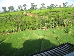 Tea Garden Resort Subang Dusun Cigeureung Desa Cicadas Kecamatan Sagala Herang