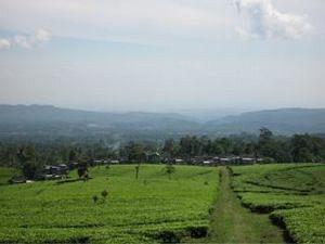 Tea Garden Resort Subang Dusun Cigeureung Desa Cicadas Kecamatan Sagala Herang