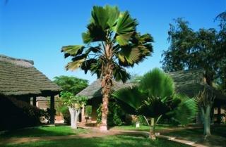 Baobab Decameron Resort Saly M BOUR BP, 80