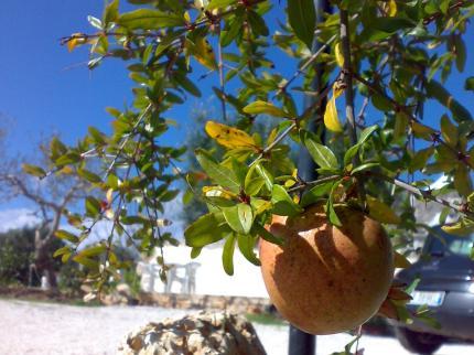 Trullo Del Melograno Bed and Breakfast Castellana Grotte Via Lama D'Inferno 8