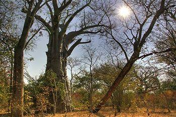 Royal Chundu Zambezi River Lodge Kazungula Plot 9003 Katambora Nakatindi road