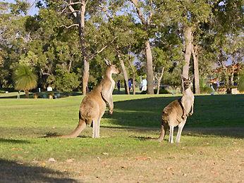 Novotel Swan Valley Vines Resort Hotel Perth Verdelho Drive