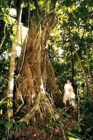 Ferntree Rainforest Lodge Cape Tribulation Camelot Close