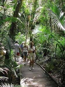 Ferntree Rainforest Lodge Cape Tribulation Camelot Close