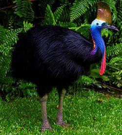 Daintree Heritage Lodge Cape Tribulation Turpentine Road Cooper Creek Lot 236