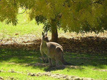 Forest Lodge Resort Pemberton 2 Vasse Highway