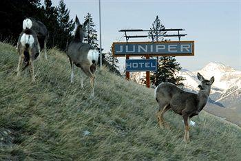 Juniper Hotel Banff 1 Timberline Way