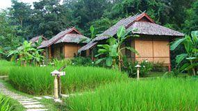 Fern Resort Mae Hong Son 64 Moo 10 Ban Hua Nam Mae Sakut Tambon Pha Bong Amphur Muang