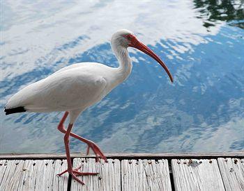 Ibis Bay Waterfront Resort Key West 3101 N. Roosevelt Blvd 