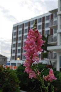 Blockade Runner Beach Resort Wrightsville Beach 275 Waynick Blvd.