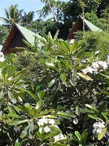 Crusoe's Retreat Korolevu OFF QUEENS HIGHWAY CORAL COAST VITI LEVEUFIJI