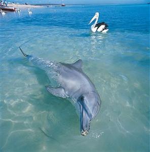 Monkey Mia Dolphin Resort Denham Monkey Mia Road Shark Bay