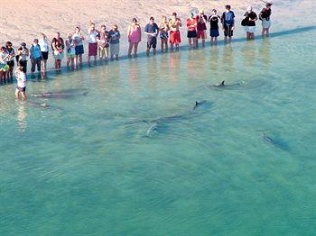 Monkey Mia Dolphin Resort Denham Monkey Mia Road Shark Bay