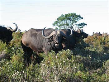 Protea Hotel Botlierskop Private Game Reserve Mossel Bay Farm Botlierskop, Little Brak River District