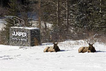 Juniper Hotel Banff 1 Timberline Way