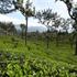 Photo of Elysium Gardens Hill Resorts Munnar Photo of Elysium Gardens Hill Resorts Munnar