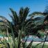 Book Hotel in Lacco Ameno, Campania, Italy, Via Borbonica 2