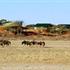 Photo of Suricate Tented Kalahari Lodge Photo of Suricate Tented Kalahari Lodge