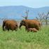 Photo of White Elephant Safari Lodge Pongola Photo of White Elephant Safari Lodge Pongola