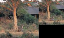 Sabi Sabi Game Lodge Skukuza